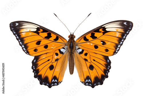 Delicate Butterfly Close-Up on transparent background PNG © shair