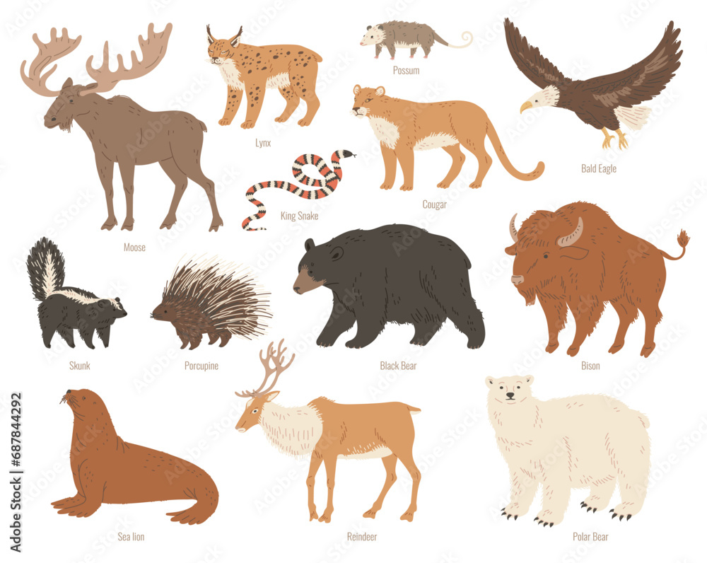 Fototapeta premium North America animals vector illustrations colorful set, Moose, Bison, bear reindeer wild forest animals Skunk, Cougar
