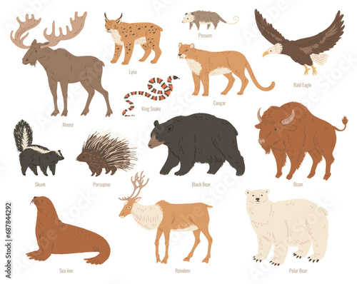 North America animals vector illustrations colorful set  Moose  Bison  bear reindeer wild forest animals Skunk  Cougar