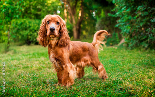 A cocker spaniel dog stands on the background of a green blurred forest. The dog has long and fluffy fur. He looks intently straight into the camera. Hunter. The photo is blurred. photo