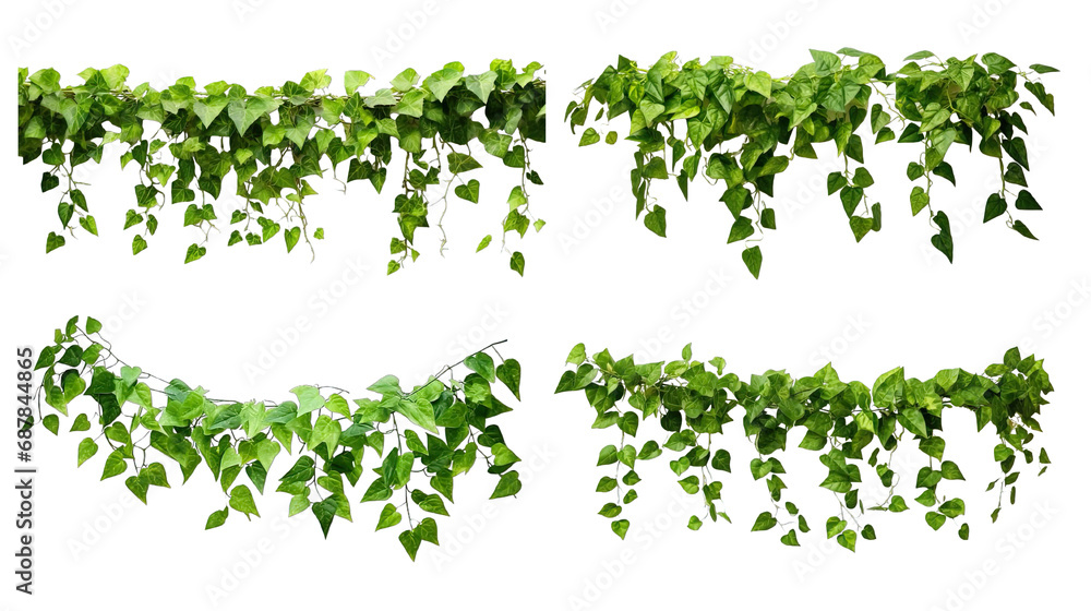 Collection of PNG. Green leaves Javanese treebine or Grape ivy. Jungle vine hanging ivy plant bush isolated on a transparent background. Collection of PNG. Green leaves Javanese treebine or Grape ivy. Jungle vine hanging ivy plant bush isolated on a transparent background.