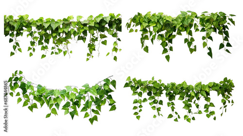 Collection of PNG. Green leaves Javanese treebine or Grape ivy. Jungle vine hanging ivy plant bush isolated on a transparent background. photo