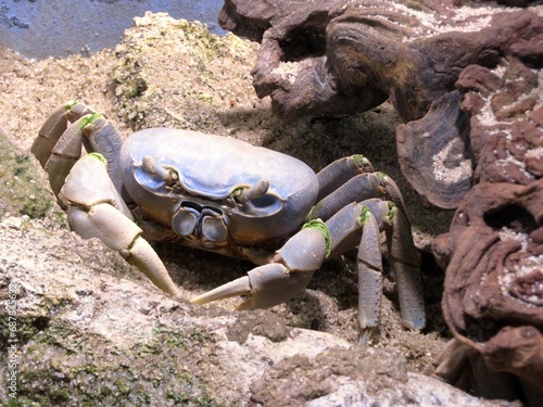 crabe de terre photo