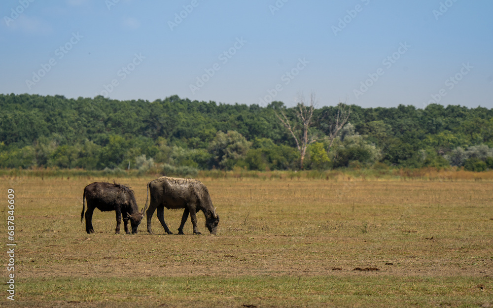 cattle on the pasture, cattle on the steppe, The Hungarian puszta cattle on the pasture, cattle on the steppe, The Hungarian puszta
