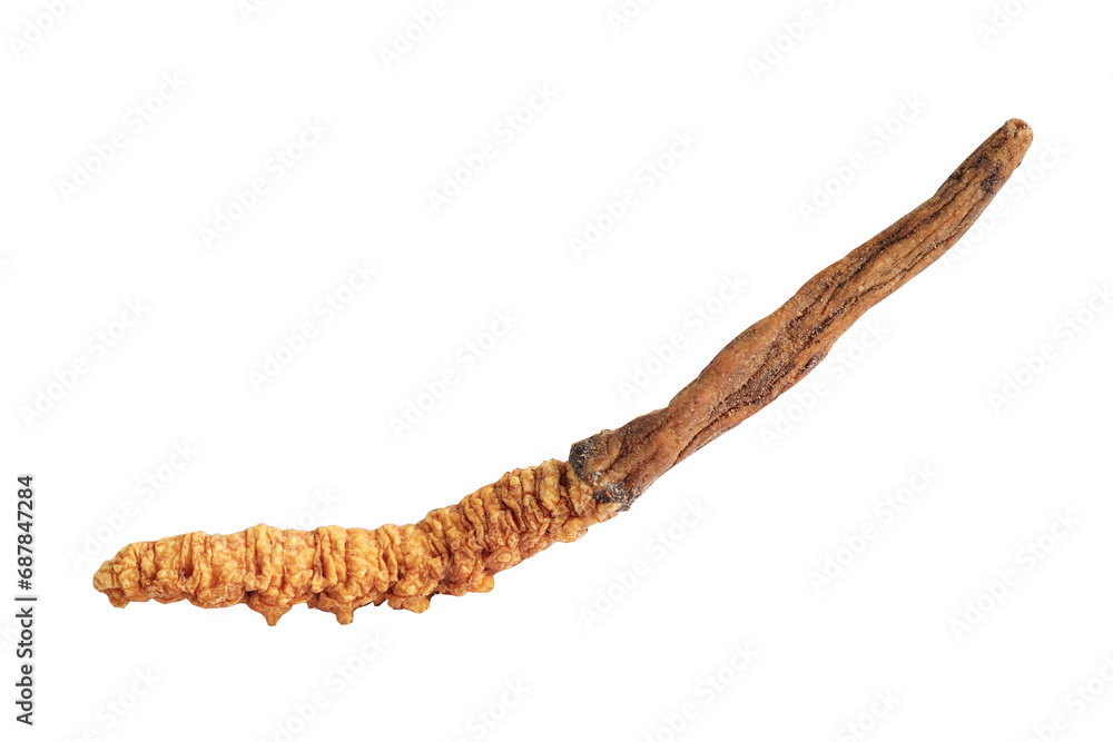 Cordyceps sinensis or Ophiocordyceps sinensis isolated on white background with clipping path, mushroom herb treatment medicine. Cordyceps sinensis or Ophiocordyceps sinensis isolated on white background with clipping path, mushroom herb treatment medicine.