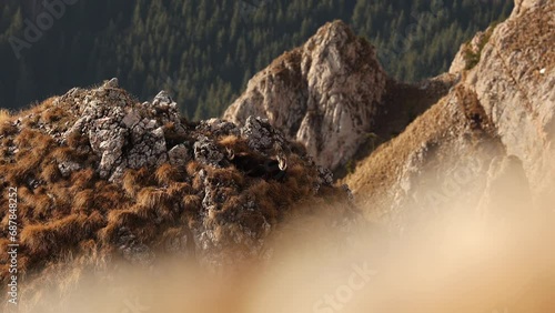 Black goat chamois (Rupicapra in Latin) 4K video. Beautiful wildlife scene with a chamois goat standing next to her cub on top a rock in the middle of the mountain. Mountain mammals.  photo