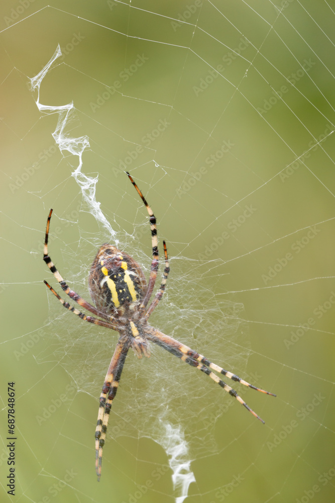 Orb web spider and prey on green blurred background Orb web spider and prey on green blurred background