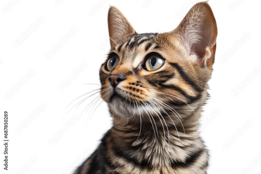 Animal Exotic Elegance Graceful Bengal Cat on a White or Clear Surface PNG Transparent Background