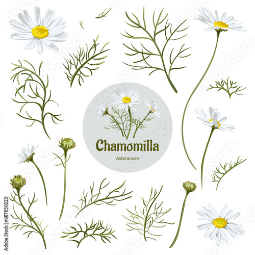 Colorful hand drawn sketch. Matricaria Chamomilla. Set of elements on a white background. Medical herb and spice. 
