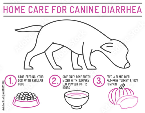 Home care for diarrhea in dogs. Useful infographic with line icons.