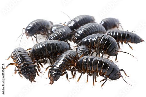 Animal Collective Crawling Grouped Centipedes Unity on a White or Clear Surface PNG Transparent Background © Usama