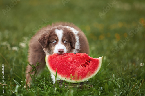 Fototapeta Naklejka Na Ścianę i Meble -  One beautiful, small, fluffy Australian Shepherd puppy eats a red watermelon in the summer on a lawn, clearing. Content for a website, article, pet products.