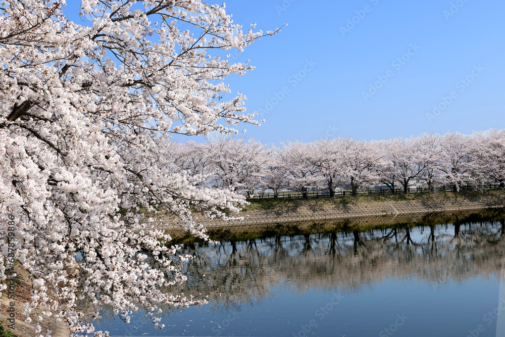 cherry blossoms
