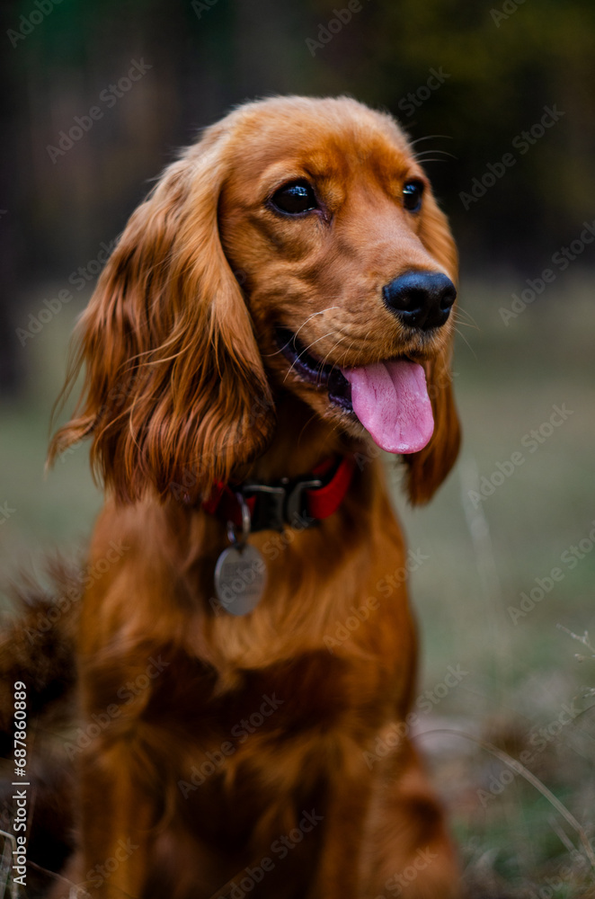 The cocker spaniel dog in the forest
