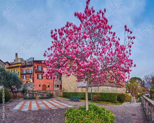 Flowering magnolia liliiflora, Castagnola, Lugano, Switzerland photo