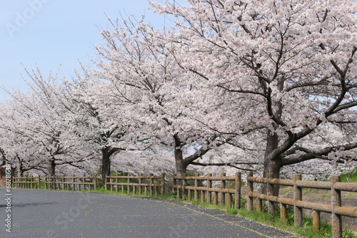 cherry blossoms