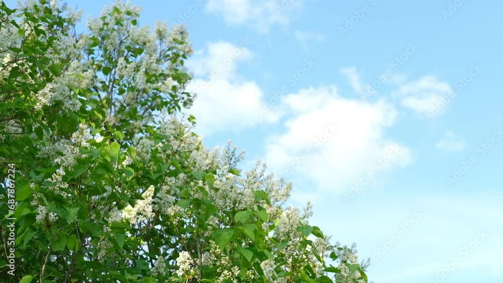 Beautiful lilac flowers with selective focus. White lilac flower buds with blurred green leaves. Spring blossom. Blooming lilac bush with tiny flowers. Lilac flowers against blue sky. Summer time.
Beautiful lilac flowers with selective focus. White lilac flower buds with blurred green leaves. Spring blossom. Blooming lilac bush with tiny flowers. Lilac flowers against blue sky. Summer time.