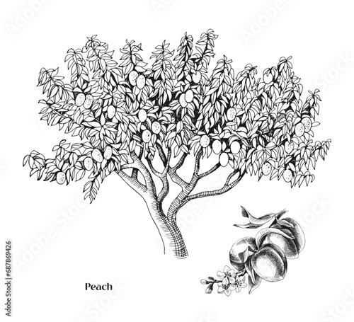 Peach tree and branch vector