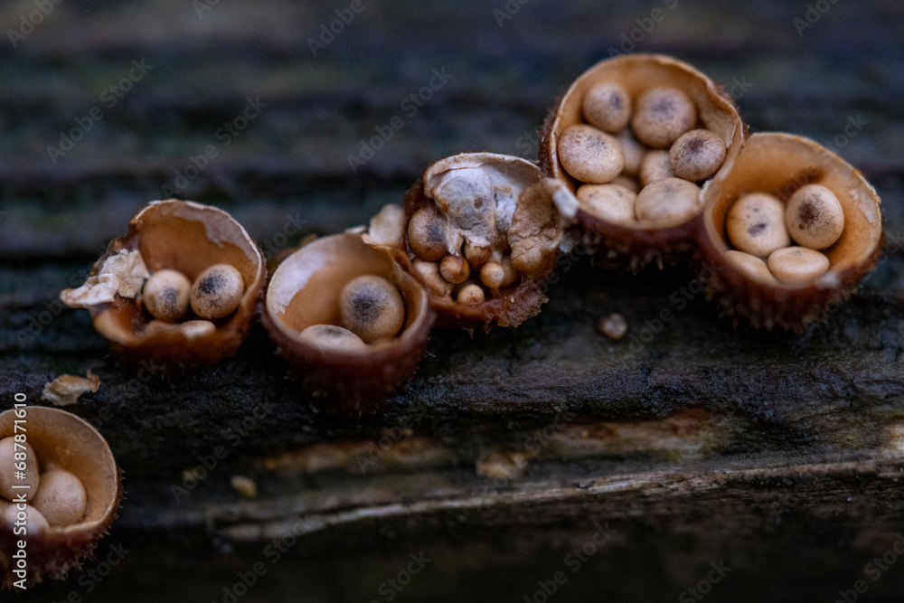 Obraz premium Bird's Nest Fungus (Crucibulum leave) on dead tree