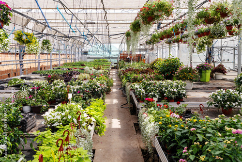 Plants nursery, inside of greenhouse.