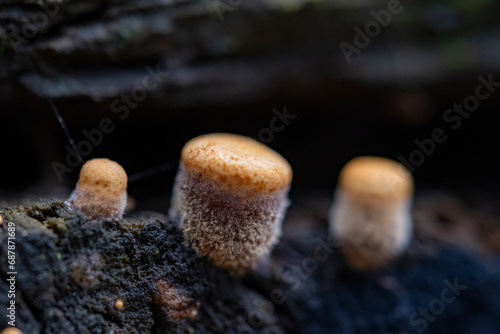 Bird's Nest Fungus (Crucibulum leave) on dead tree photo