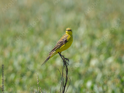 A Western Yellow wagtail sitting on a plant