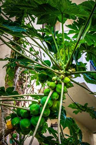 Papaya Harvest  A close-up photograph capturing the natural beauty of ripe papaya fruits hanging from a tree.  Tropical fruits  agriculture  gardening  and the bountiful harvest of nutritious produce.