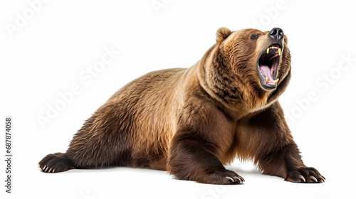 brown bear is yawning isolated on white background