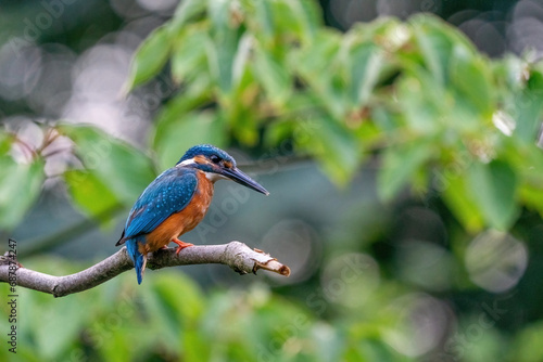 Colorful king fisher bird on a branch of a tree waiting to catch a fish in the Netherlands. Green leaves