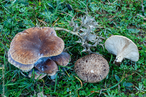 King trumpet mushrooms among the vegetation in autumn. Pleurotus eryngii. photo