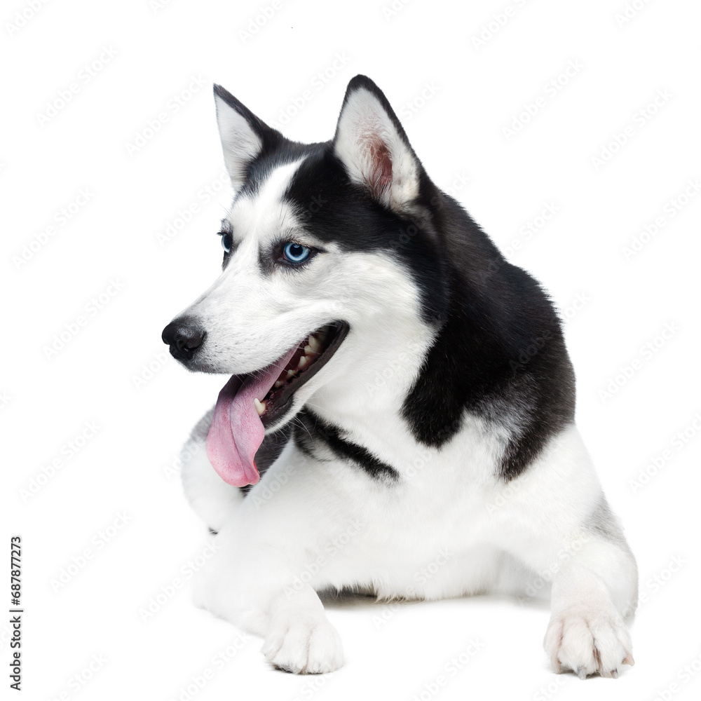 Husky dog with blue eyes lying on a white background
