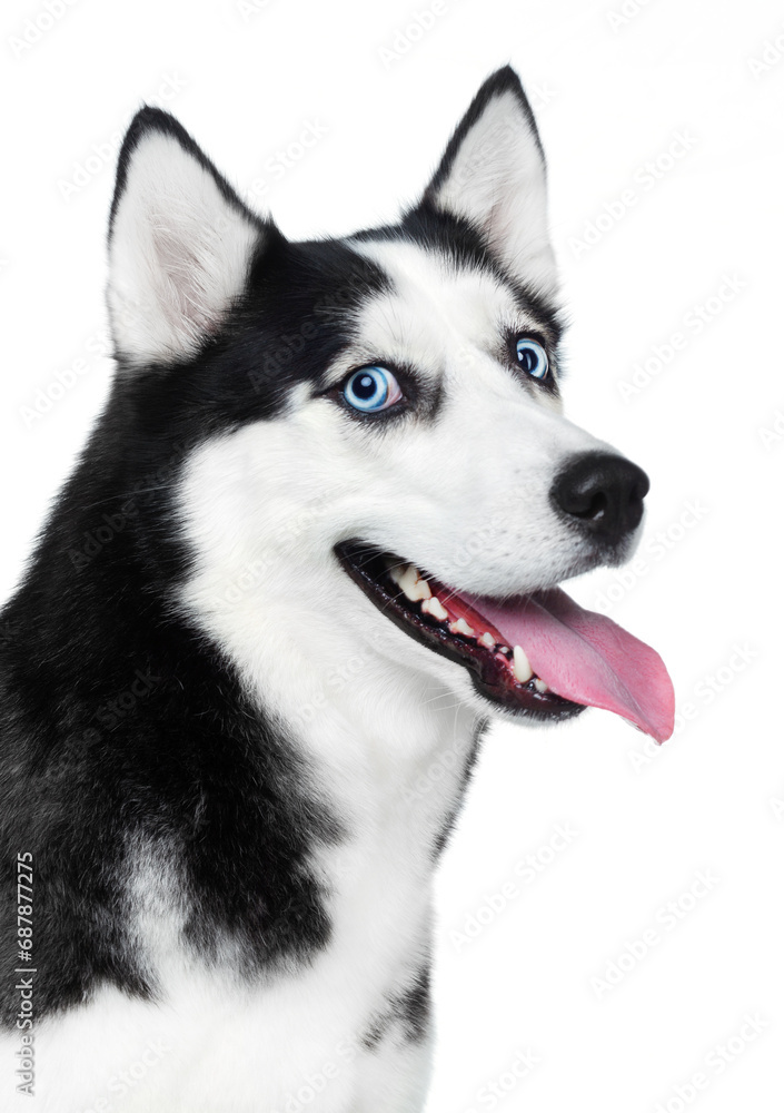 Husky dog with blue eyes, portrait on a white background