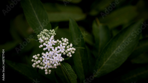 dwarf elderberry 