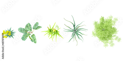 Agave americana,Aloevera,Agave vilmoriniana,Phyllostachys aurea,Musa acuminata trees shape top view cut out transparent backgrounds 3d rendering photo