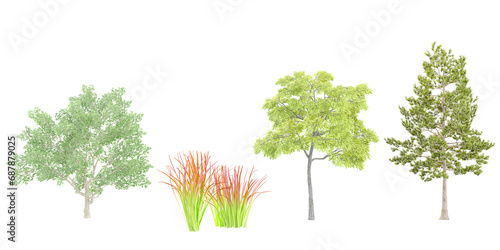 Imperata,Uglans nigra,Magnolia virginiana,Loblolly pine trees with transparent background, 3D rendering, for illustration, digital composition, architecture visualization photo
