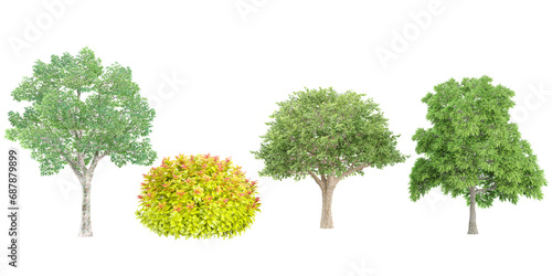 Platanus summer,Sassafras,Schinus terebinthifolius,Spiraea, Trees collection with realistic style photo
