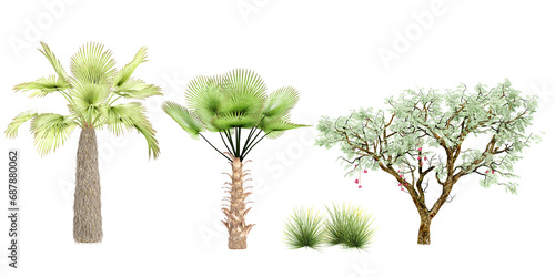 Trachycaprus,Trachycaprusfortunei,Ucla,Agave stricta trees isolated on white background, tropical trees isolated used for architecture photo