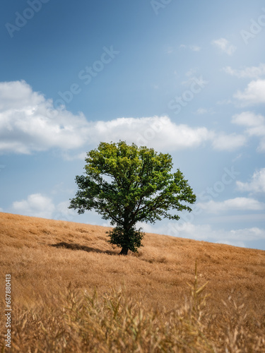 einsamer Baum in der Landschaft