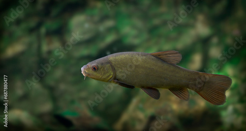 Valokuva tench - Tinca tinca - fish in nature