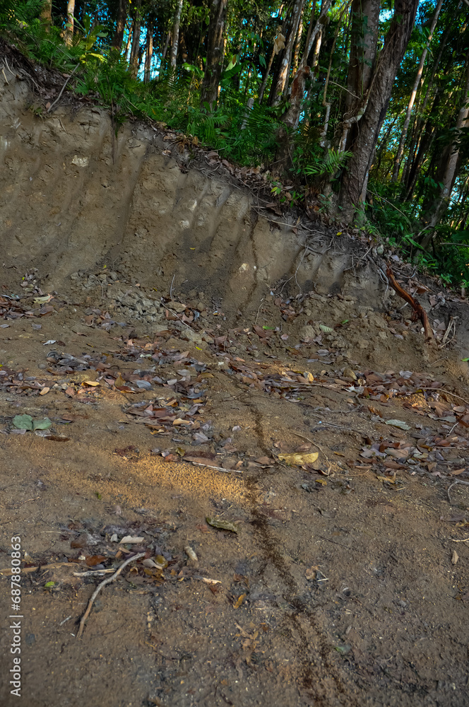 Large colony of termites in the jungle of Thailand Large colony of termites in the jungle of Thailand