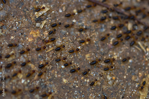 Large colony of termites in the jungle of Thailand