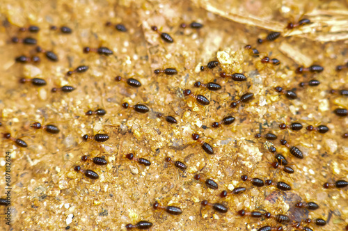Large colony of termites in the jungle of Thailand