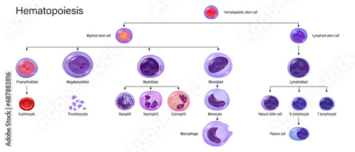 Hematopoiesis. Erythrocyte, Thrombocytes, Basophil, Neutrophil, Eosinophil, Monocyte, Macrophage, NK cell and Lymphocyte. Education chat. Blood cell types. Poster for science use.