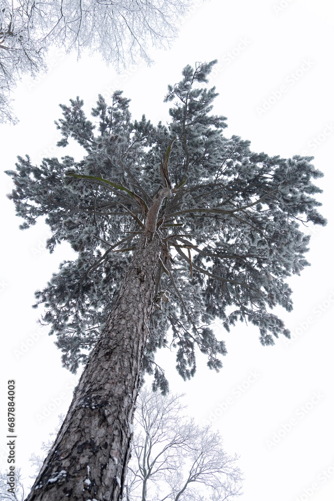 Fototapeta premium Snow covered tree in winter
