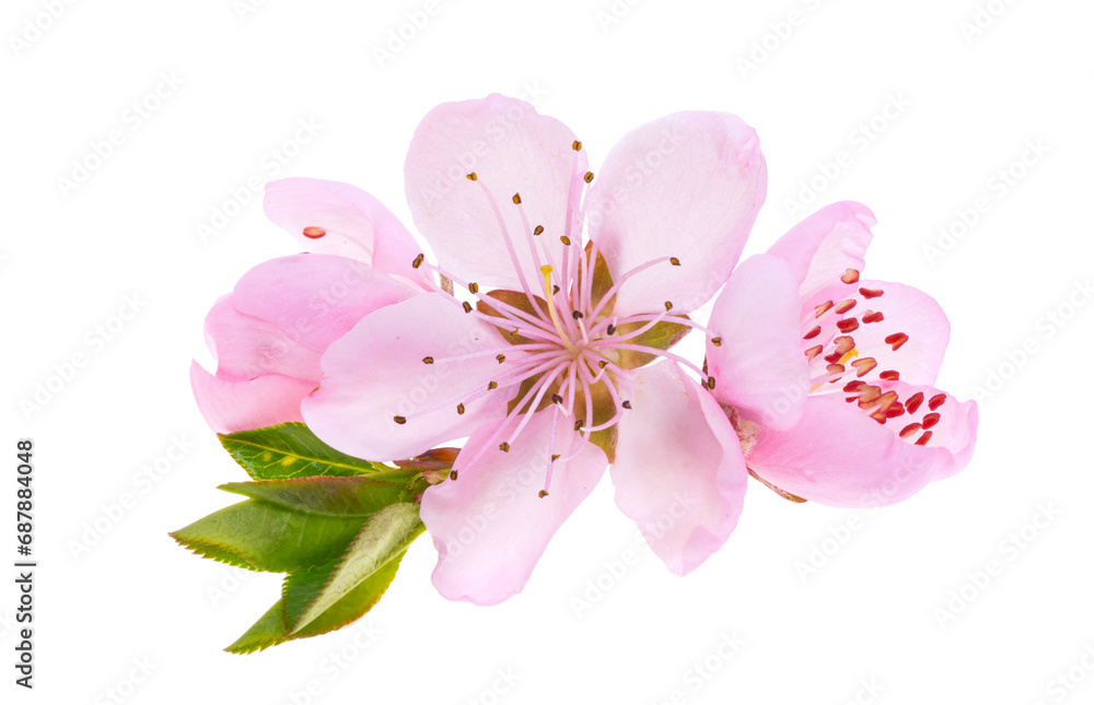 Naklejka premium sakura flowers isolated