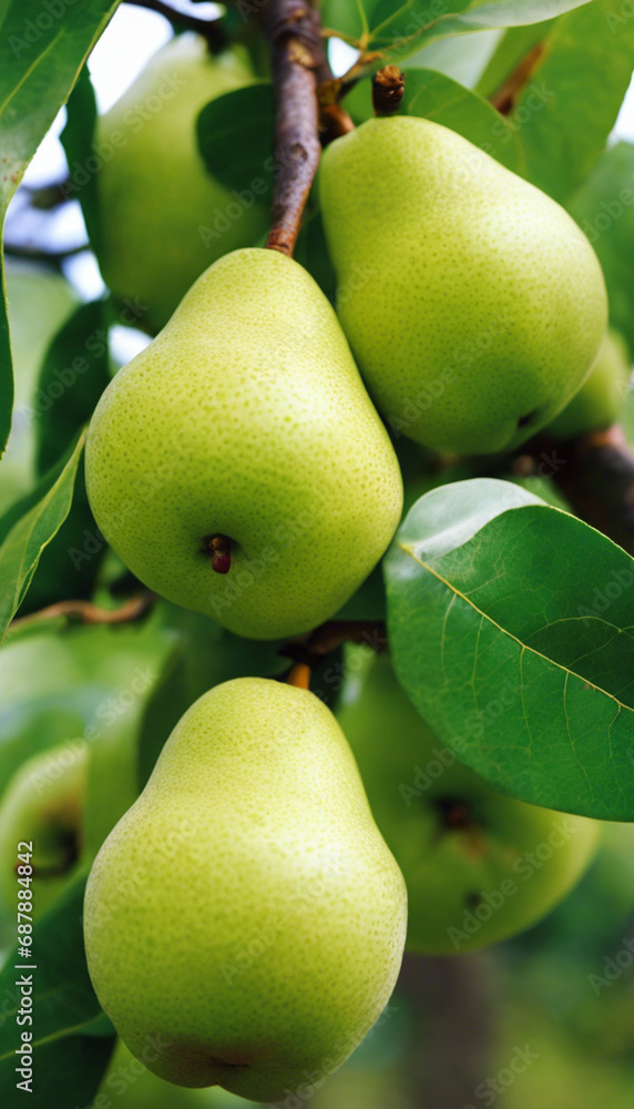 pears on the tree pears on the tree