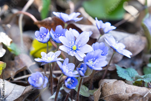 Hepatica Nobilis – the first spring flower