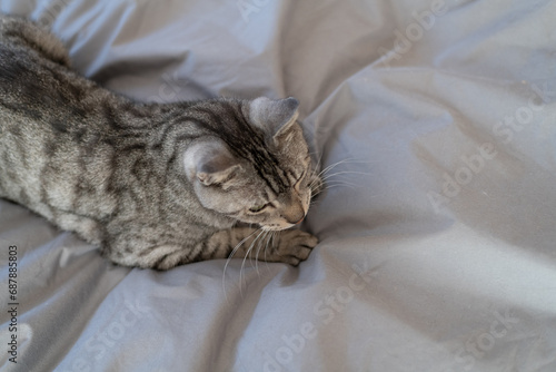 布団の上でくつろぐ猫 サバトラ猫