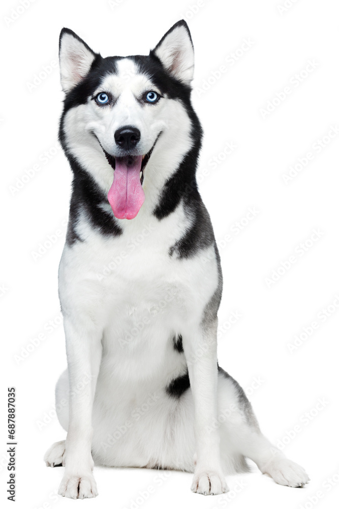 Husky dog with blue eyes sitting on a white background