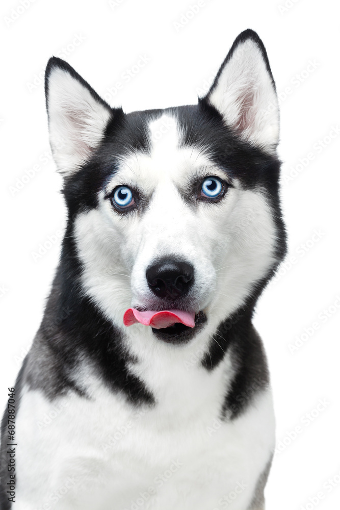 Husky dog with blue eyes, portrait on a white background Husky dog with blue eyes, portrait on a white background